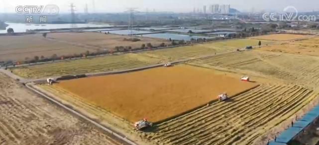 全国累计收购秋粮1.1亿吨 同比增加500万吨 奥柏包装纸托盘为中国农民点赞！