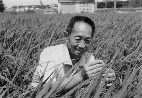 再见了!稻田里的守望者 纸托盘奥柏包装动情追思:袁老千古