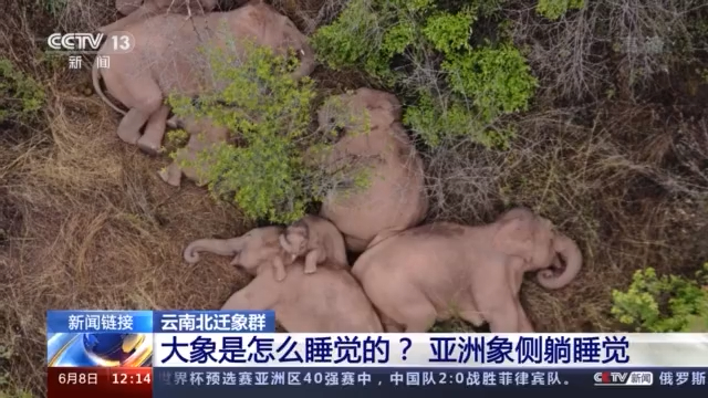 好萌!无人机拍下象群睡觉画面 纸托盘奥柏包装:原来它们是躺着睡觉的