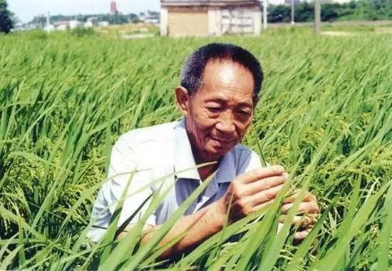 纸托盘奥柏包装:今天是袁隆平院士诞辰,一起致敬!